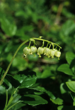 One-Sided Wintergreen One-Sided Wintergreen Alaskan Flower Essence