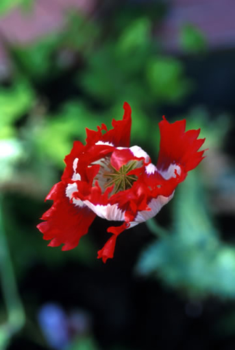 Opium Poppy Alaskan Flower Essence