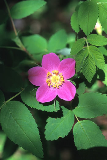 Prickly Wild Rose Alaskan Flower Essence