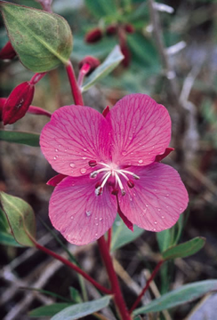 River Beauty River Beauty Alaskan Flower Essence