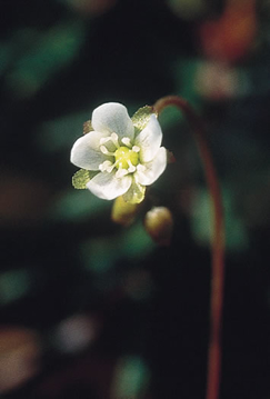 Round-Leaved Sundew Round-Leaved Sundew Alaskan Flower Essence