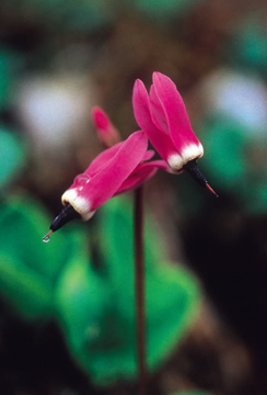 Shooting Star Shooting Star Alaskan Flower Essence