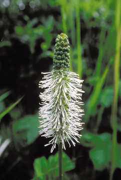 Sitka Burnet Sitka Burnet Alaskan Flower Essence