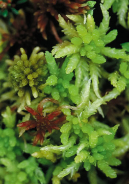 Sphagnum Moss Sphagnum Moss Alaskan Flower Essence