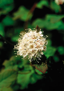 Spiraea Spiraea Alaskan Flower Essence