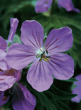 Sticky Geranium Sticky Geranium Alaskan Flower Essence