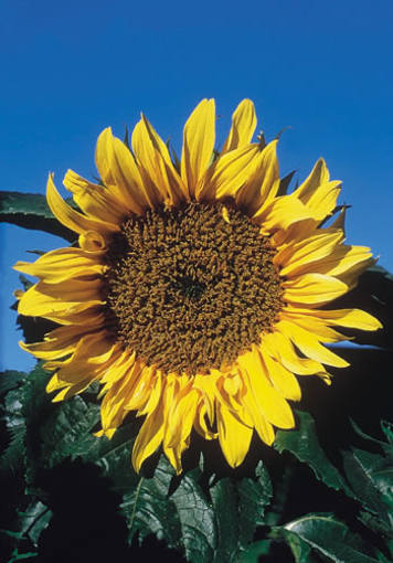 Sunflower Alaskan Flower Essence