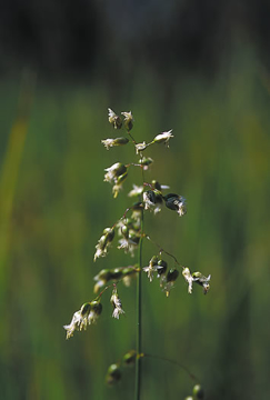 Sweetgrass Sweetgrass Alaskan Flower Essence