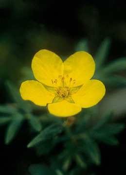 Tundra Rose Tundra Rose Alaskan Flower Essence