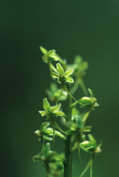 Tundra Twayblade Tundra Twayblade Alaskan Flower Essence