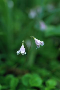 Twinflower Twinflower Alaskan Flower Essence