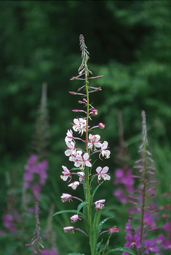 White Fireweed Alaskan Flower Essence