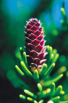 White Spruce White Spruce Alaskan Flower Essence