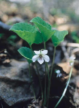 White Violet White Violet Alaskan Flower Essence