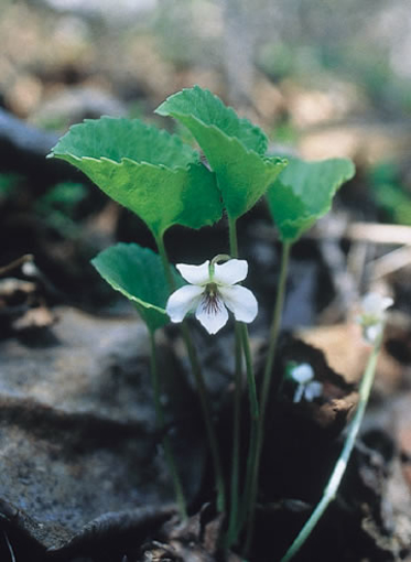 White Violet Alaskan Flower Essence
