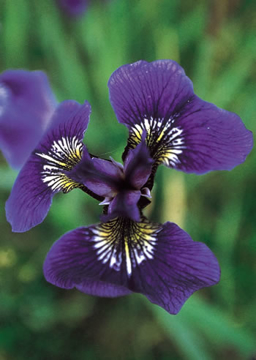 Wild Iris Wild Iris Alaskan Flower Essence
