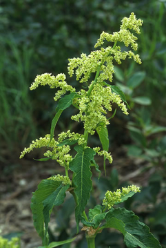 Wild Rhubarb Wild Rhubarb Alaskan Flower Essence