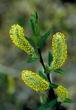 Willow Willow Alaskan Flower Essence