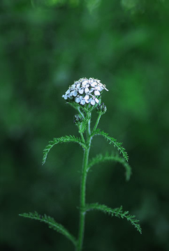 Yarrow Yarrow Alaskan Flower Essence