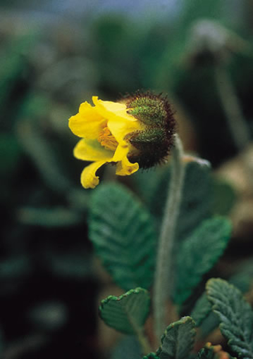Yellow Dryas Alaskan Flower Essence