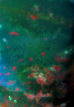 Bloodstone Bloodstone - Alaskan Gem Elixir