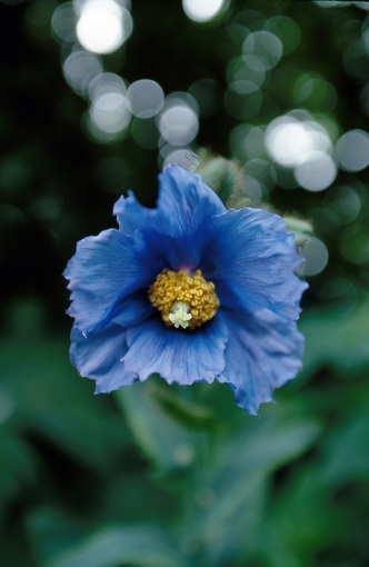 Blue Poppy - Alaskan Research Flower Essence