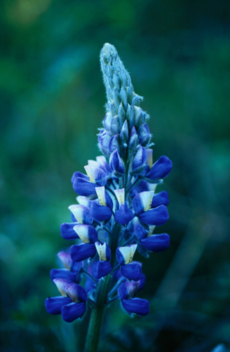 Nootka Lupine - Alaskan Research Flower Essence