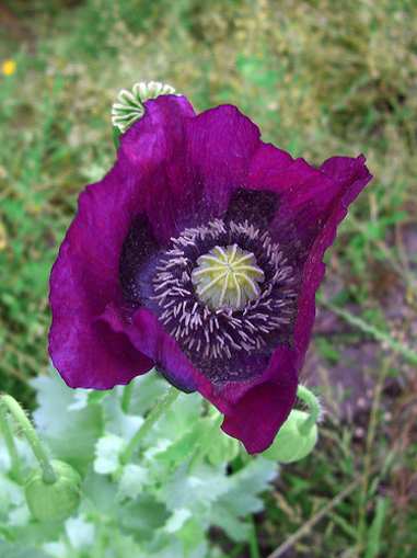 Purple Poppy - Alaskan Research Flower Essence