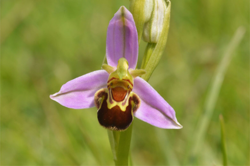 Bee Orchid 15ml Lightbringer Essence
