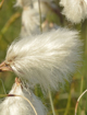 Cotton Grass 15ml Lightbringer Essence