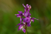 Early Purple Orchid 15ml Lightbringer Essence