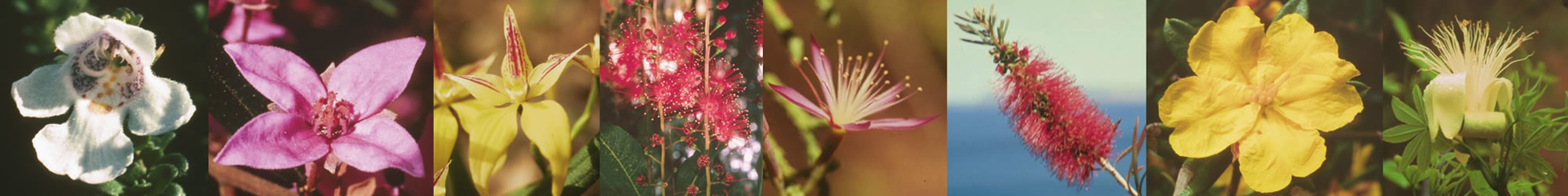 Australian Bush Flower Essences Images