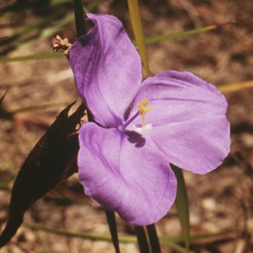 Bush Iris Bush Iris Australian Bush Flower Essence