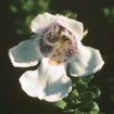 Alpine Mint Bush Flower