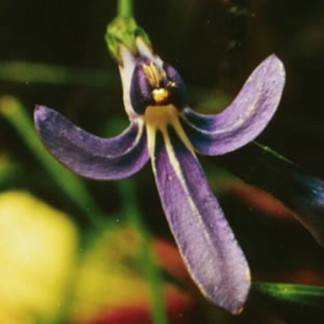 Angelsword Angelsword Flower