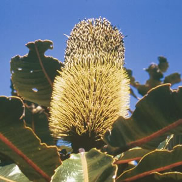 Banksia Robur Banksia Robur Australian Bush Flower Essence