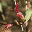 Bauhinia Australian Bush Flower Essence