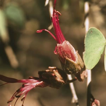 Bauhinia Bauhinia Australian Bush Flower Essence