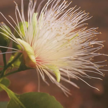 Billy Goat Plum Billy Goat Plum Australian Bush Flower Essence