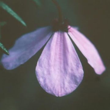 Black-eyed Susan Black-eyed Susan Australian Bush Flower Essence