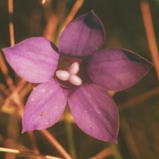 Bluebell Australian Bush Flower Essence