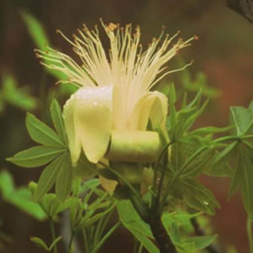 Boab Australian Bush Flower Essence