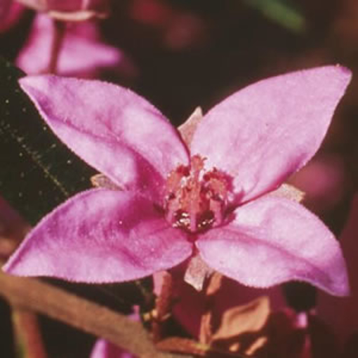 Boronia Australian Bush Flower Essence