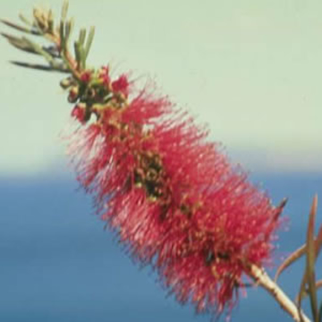 Bottlebrush Bottlebrush Australian Bush Flower Essence