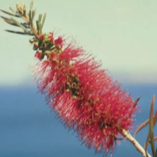 Bottlebrush Australian Bush Flower Essence