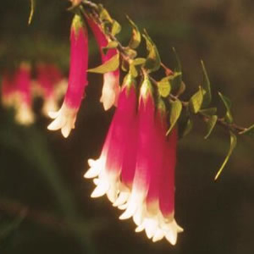 Bush Fuchsia Bush Fuchsia Australian Bush Flower Essence
