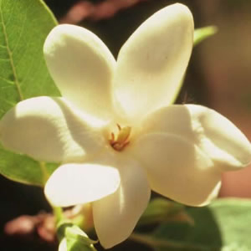 Bush Gardenia Bush Gardenia Australian Bush Flower Essence