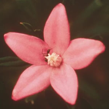 Crowea Crowea Australian Bush Flower Essence