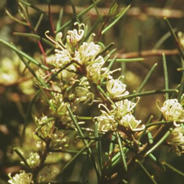 Dagger Hakea Dagger Hakea Australian Bush Flower Essence