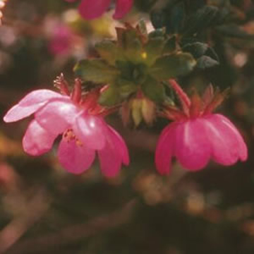 Dog Rose Dog Rose Australian Bush Flower Essence